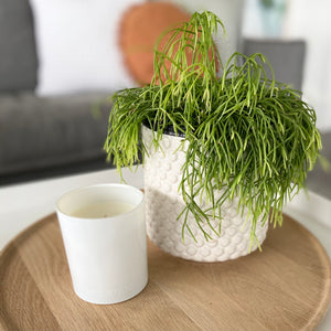 ' LILIES + LEATHER ' soy candle